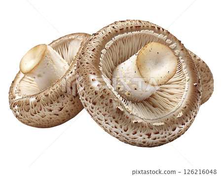 Closeup of two earthytoned mushrooms, showcasing intricate textures and delicate gills. 126216048