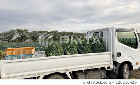 A large amount of broccoli was harvested and loaded onto a light truck. 126216420