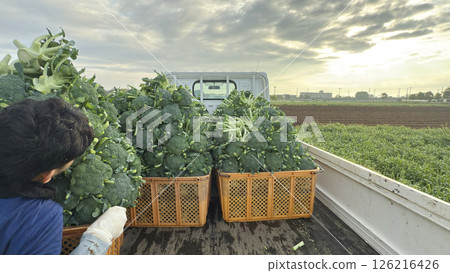 A large amount of broccoli was harvested and loaded onto a light truck. 126216426