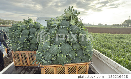 A large amount of broccoli was harvested and loaded onto a light truck. 126216428