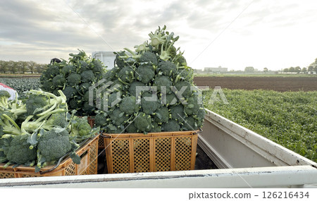 A large amount of broccoli was harvested and loaded onto a light truck. 126216434