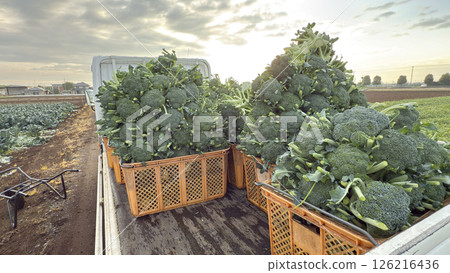 A large amount of broccoli was harvested and loaded onto a light truck. A large amount of broccoli was harvested and loaded onto a light truck. 126216436