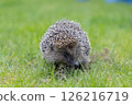 cute hedgehog in green grass 126216719