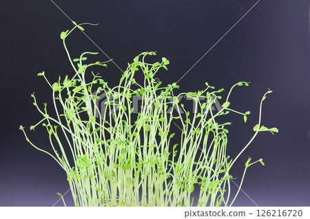 豆芽、蘿蔔芽 126216720