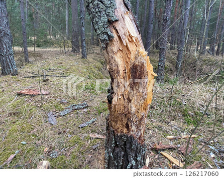 A lonely old tree without bark stands in the woods 126217060