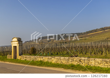 Vineyards of Gevrey Chambertin illuminating under the sun of Bourgogne in France 126217160
