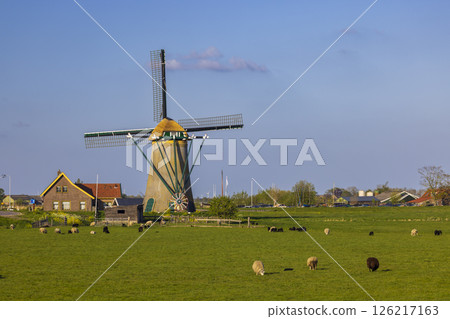 Traditional Dutch windmill standing in green field with grazing sheep in Warmond, Netherlands 126217163