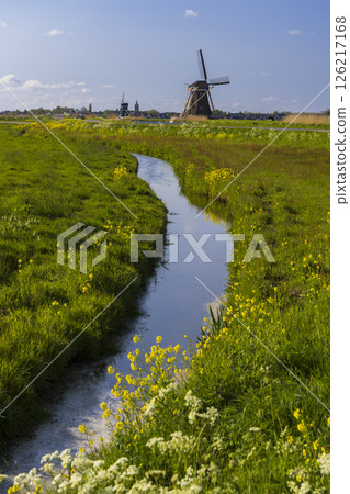 Small stream flowing through green meadow with windmill in Brandwijk, Netherlands Small stream flowing through green meadow with windmill in Brandwijk, Netherlands 126217168