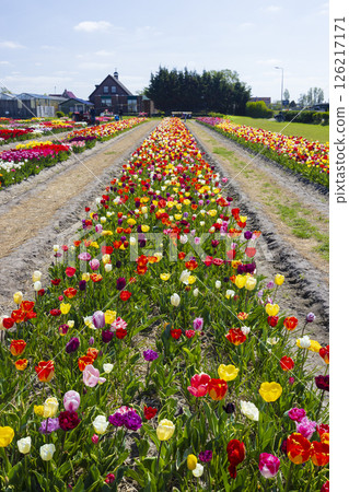Rows of vibrant tulips creating a colorful landscape in a Dutch field 126217171