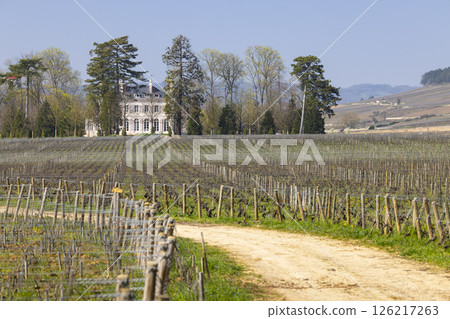 Dirt road leading to a french chateau surrounded by vineyards in Pommard, Bourgogne, France Dirt road leading to a french chateau surrounded by vineyards in Pommard, Bourgogne, France 126217263