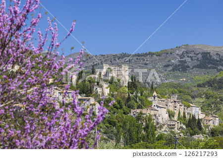 Reilhanette blooming with purple flowers in Drome, France 126217293