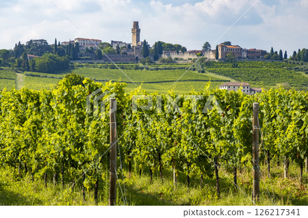 Prosecco vineyards growing near the medieval Castello di San Salvatore in Susegana, Italy Prosecco vineyards growing near the medieval Castello di San Salvatore in Susegana, Italy 126217341