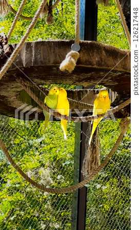 Yellow budgies on a perch in an aviary Yellow budgies on a perch in an aviary 126217448