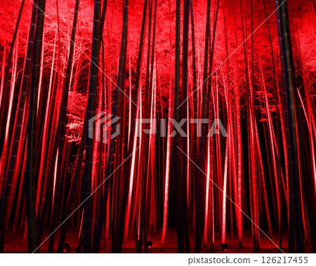 Utsunomiya City Wakayama Farm Bamboo Forest Illumination Utsunomiya City Wakayama Farm Bamboo Forest Illumination 126217455