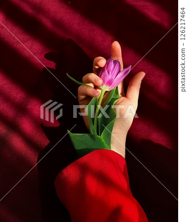 Art photo: purple tulip, red fabric and play of light. 126217464