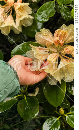 Hand touching a rhododendron flower after rain Hand touching a rhododendron flower after rain 126217475