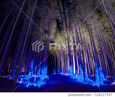 Utsunomiya City Wakayama Farm Bamboo Forest Illumination 126217547