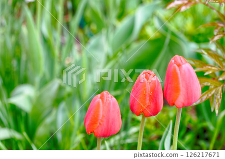 Bright red tulips in spring. Floral background 126217671