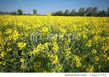 Field of yellow flowers with a blue sky in the background Field of yellow flowers with a blue sky in the background 126217713