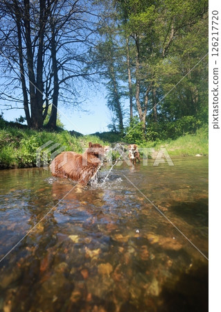 Two dogs are playing in a river, one of which is splashing water on the other 126217720