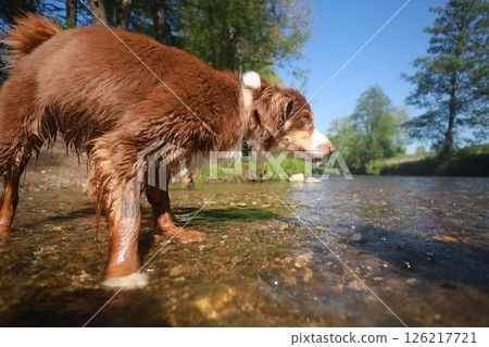 Brown dog is standing in a river, looking at the camera 126217721