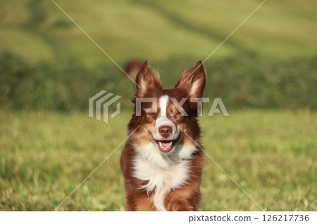 A brown and white dog is standing in a grassy field 126217736