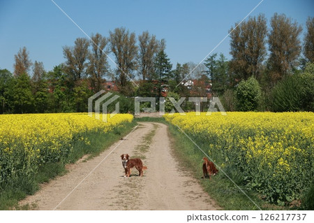 Two dogs are walking down a dirt road in a field of yellow flowers 126217737