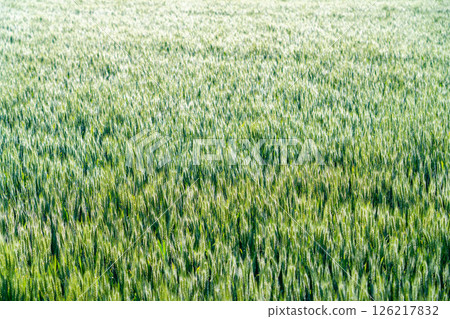[Fresh green material] Green wheat shining in the morning sun [Nagano Prefecture] 126217832