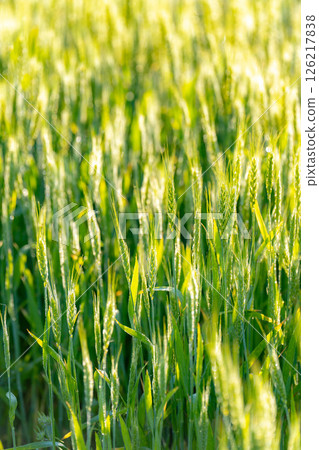 [Fresh green material] Green wheat shining in the morning sun [Nagano Prefecture] 126217838