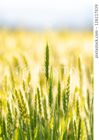 [Fresh green material] Green wheat shining in the morning sun [Nagano Prefecture] 126217839