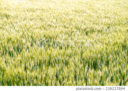 [Fresh green material] Green wheat shining in the morning sun [Nagano Prefecture] 126217844