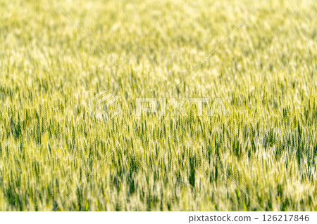 【新鮮綠色素材】朝陽下閃耀的綠色小麥【長野縣】 126217846