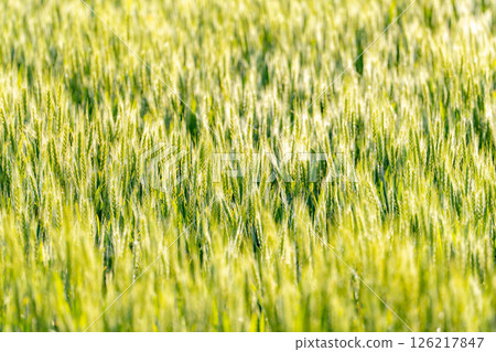 [Fresh green material] Green wheat shining in the morning sun [Nagano Prefecture] 126217847