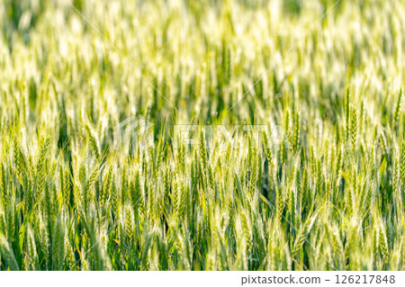 【新鮮綠色素材】朝陽下閃耀的綠色小麥【長野縣】 【新鮮綠色素材】朝陽下閃耀的綠色小麥【長野縣】 126217848