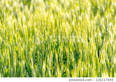 [Fresh green material] Green wheat shining in the morning sun [Nagano Prefecture] 126217849