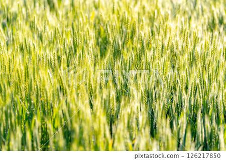 【新鮮綠色素材】朝陽下閃耀的綠色小麥【長野縣】 【新鮮綠色素材】朝陽下閃耀的綠色小麥【長野縣】 126217850