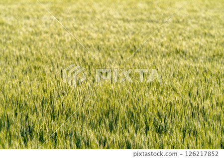 [Fresh green material] Green wheat shining in the morning sun [Nagano Prefecture] 126217852
