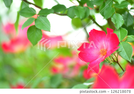 Flowers in a rose garden Flowers in a rose garden 126218078