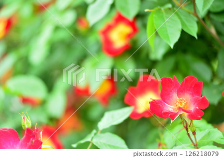 Flowers in a rose garden Flowers in a rose garden 126218079