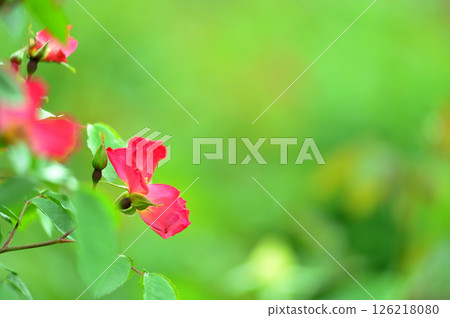 玫瑰花園裡的花 玫瑰花園裡的花 126218080