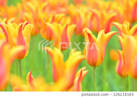 Tulip Festival 126218163