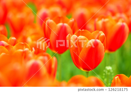 Tulip Festival Tulip Festival 126218175