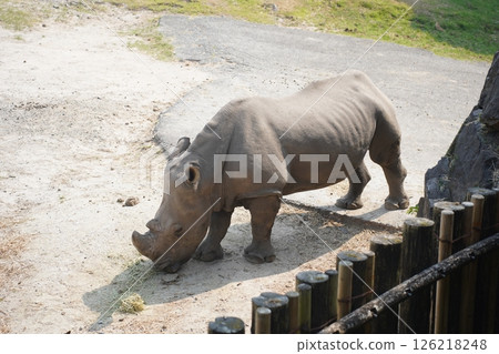 Elephants drinking water Elephants drinking water 126218248