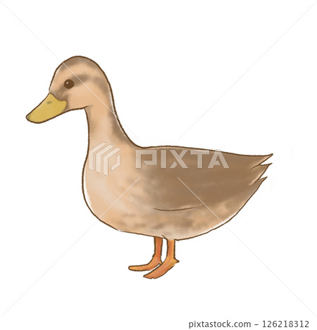 溫柔地觸摸鴨子插畫 溫柔地觸摸鴨子插畫 126218312
