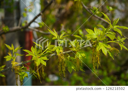 flowers on the branches of maple in spring 126218502