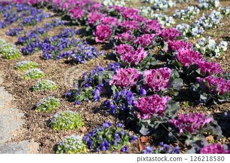 哈伯坦花 126218580