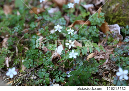 Cute Baika Coplin flower Cute Baika Coplin flower 126218582