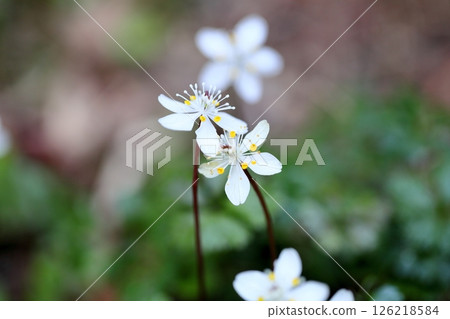 Cute Baika Coplin flower 126218584