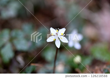 Cute Baika Coplin flower 126218588