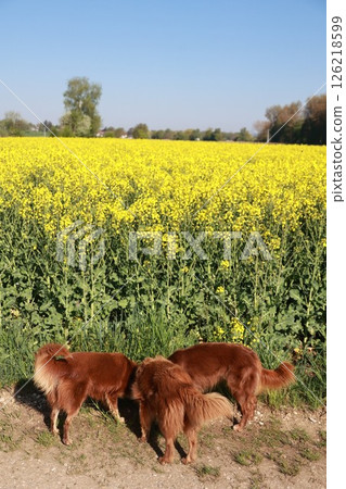 Three dogs are sniffing the grass in a field of yellow flowers Three dogs are sniffing the grass in a field of yellow flowers 126218599